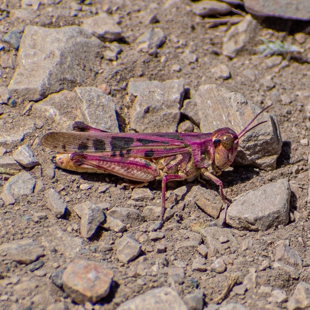 A tan grasshopper with dark brown spots and pinkish coloring mostly on top.