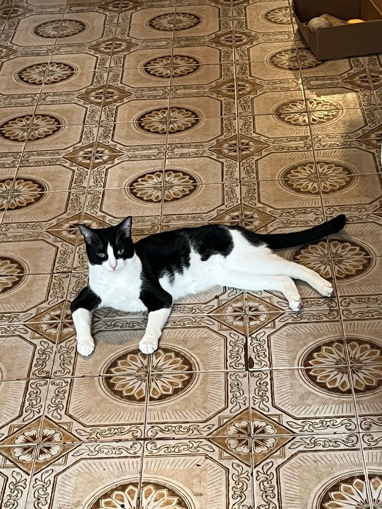 a photo of a male tuxedo cat laying awkwardly on a kitchen floor with a blank stare
