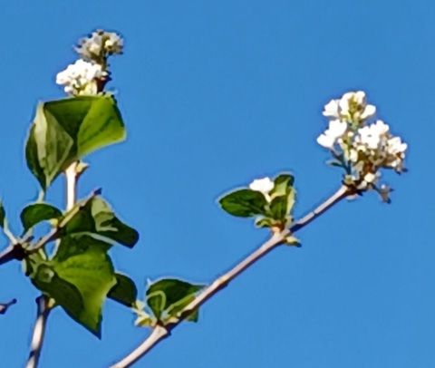 Blue sky showing tiny white lilac blooms in late October, on a normally spring flowering shrub. 