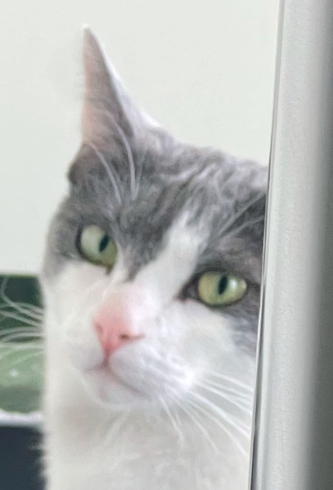 A close-up of a gray and white cat with green eyes, looking intently around the edge of a white wall.
