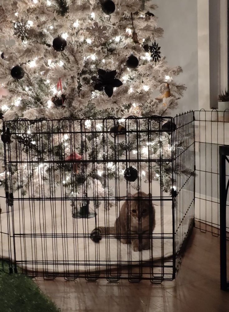 the fence-guarded tree from the previous post but jade the small brown tabby is sitting on the white tree skirt inside the gate
