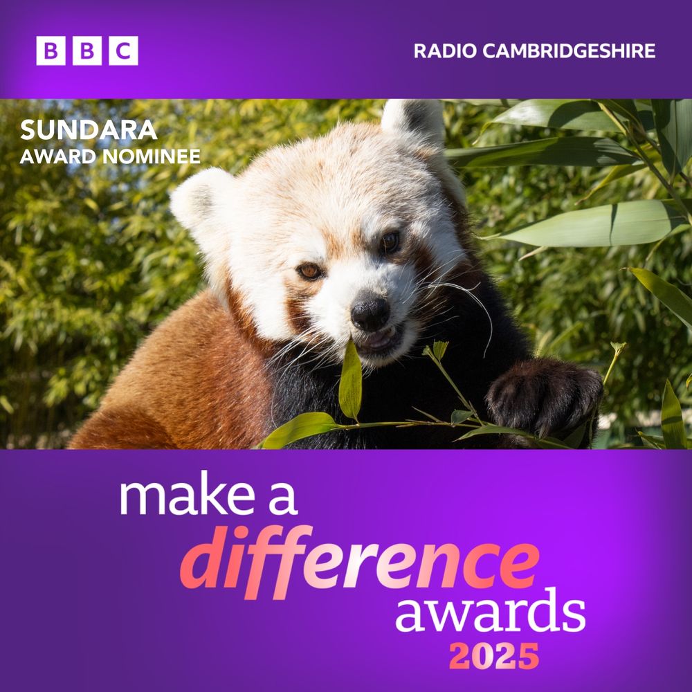 Close-up of a red panda at a zoo, who has been nominated for the BBC Cambridgeshire's Make a Difference Awards 2025.