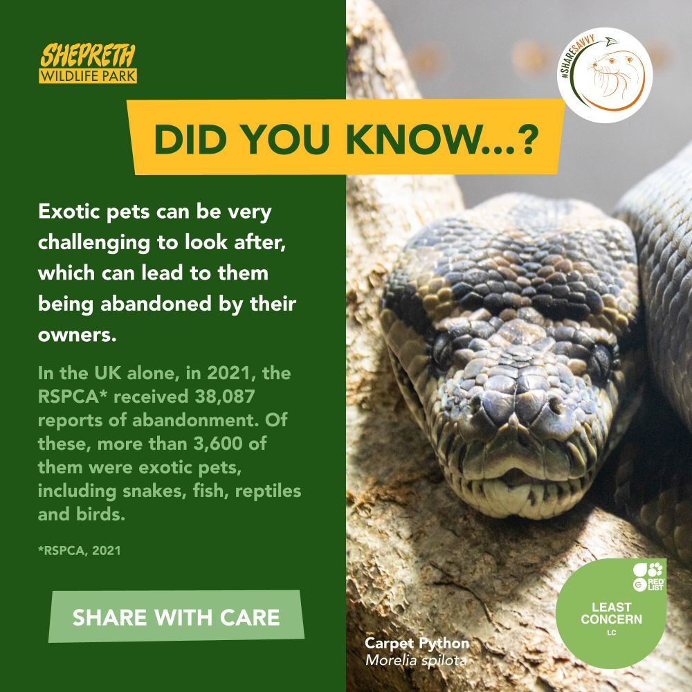 Did you know...? Exotic pets can be very challenging to look after, which can lead to them being abandoned by their owners. In the UK alone, in 2021, the RSPCA received 38,087 reports of abandonment. Of these, more than 3,600 of them were exotic pets, including snakes, fish, reptiles and birds. Share with care. #sharesavvy