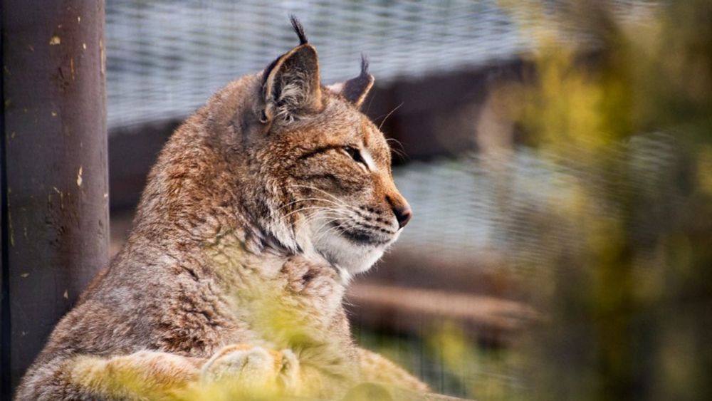 Dotty McLeod - Shepreth Wildlife Park welcomes rescued Lynx - BBC Sounds
