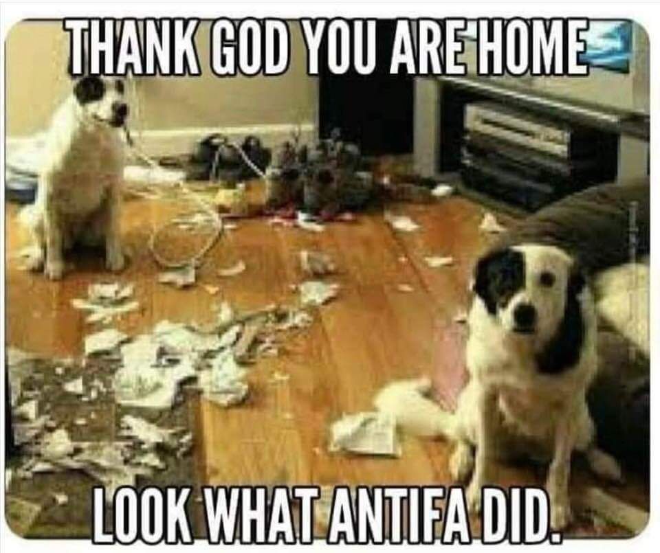 Dogs looking guilty in a messy room. Thank God you are home. Look what antifa did. 