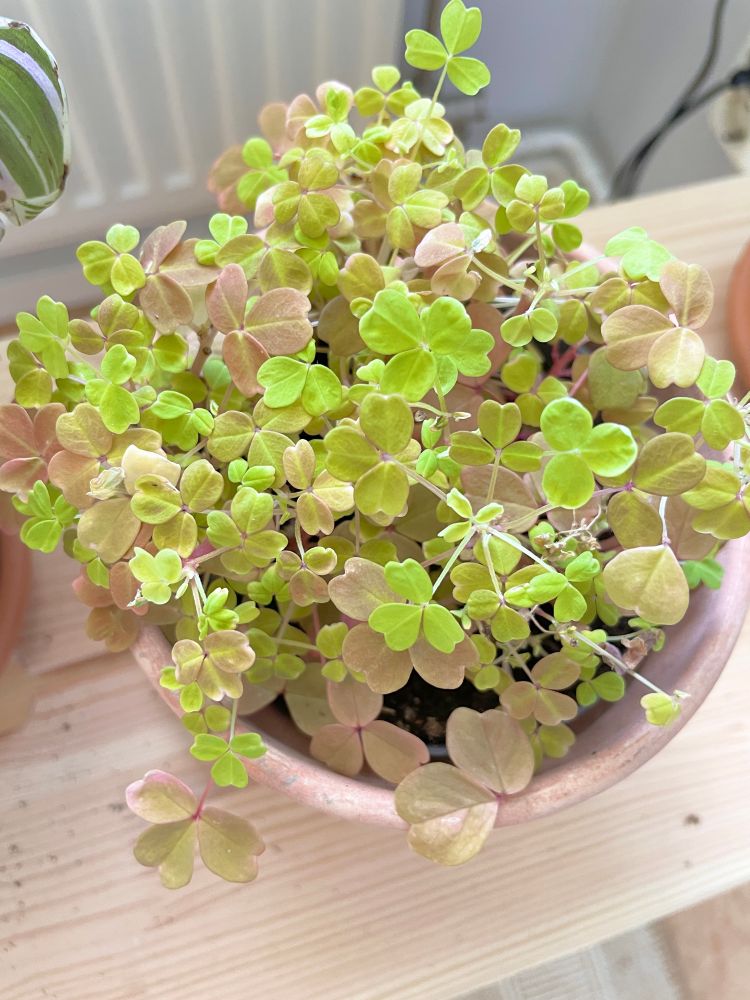 a oxalis vulcanicola with it's leaves open at during the day