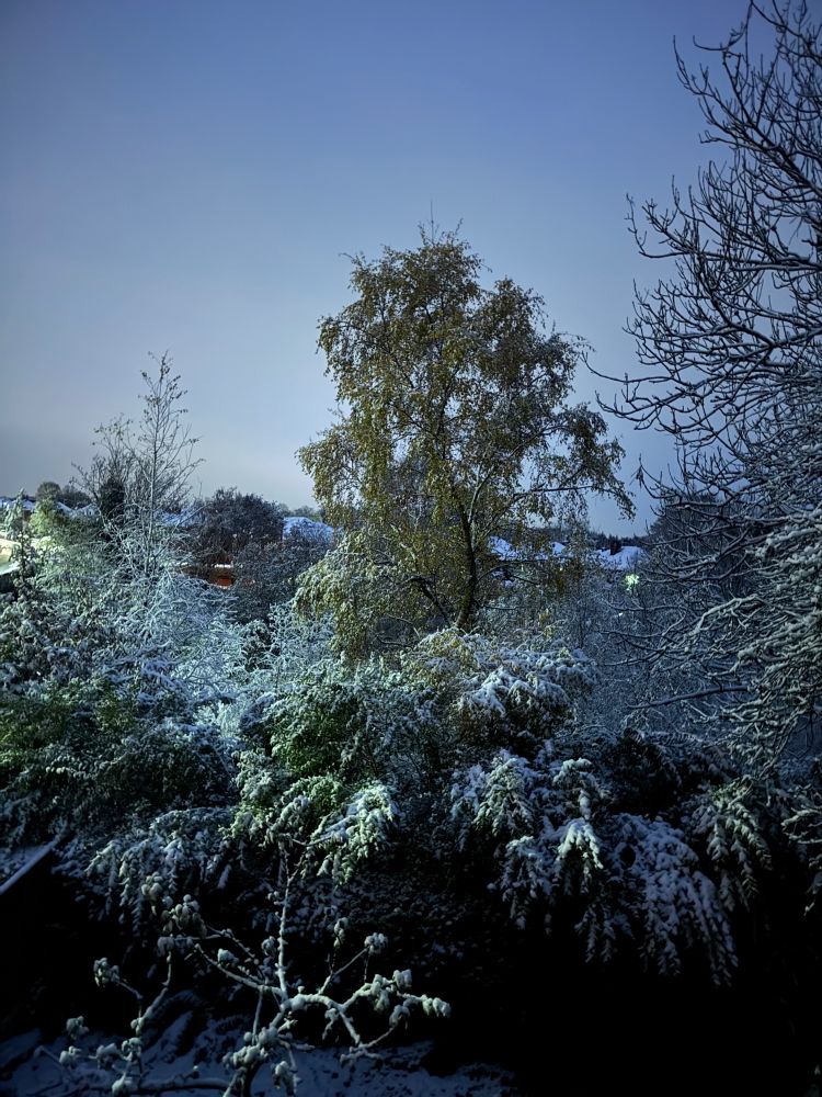 Trees covered in a light snow 