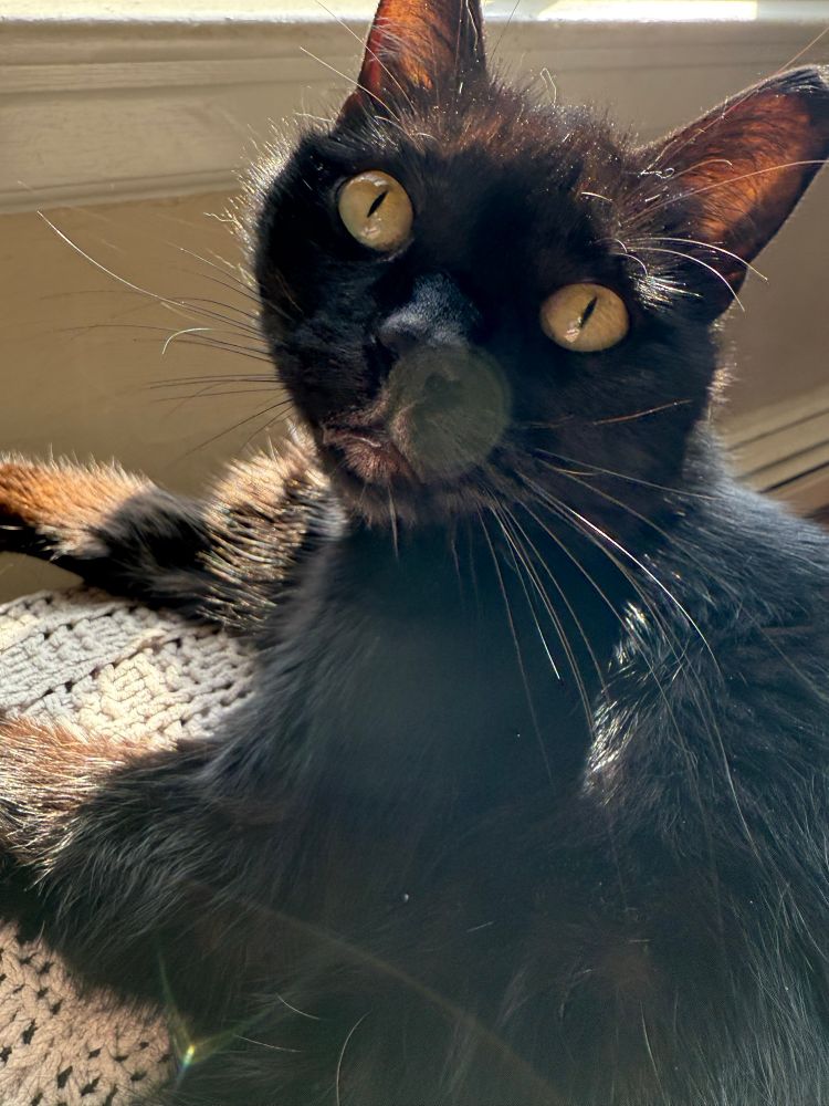 A black cat with yellow eyes sitting in a patch of sunshine. 
