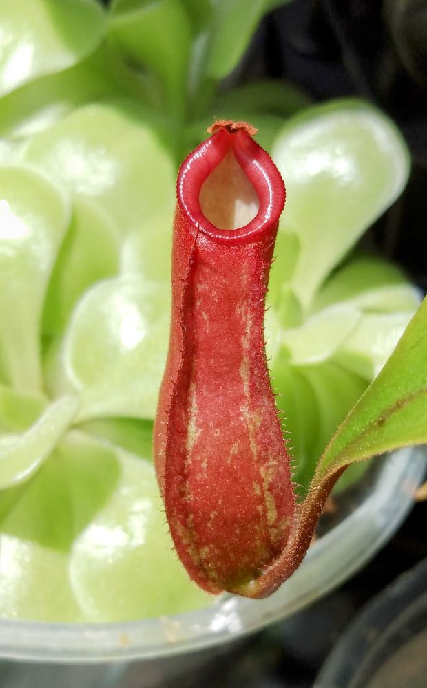 Bright red pitcher 2" high, with a wide peristome at the top of the pitfall trap. The plant secretes nectar at the rim to lure insects, which fall into the pitcher. The Mexican butterwort has pale green rounded leaves which blush pink in strong light. They secrete a mucilaginous substance to trap insects directly on the leaves. Digestive enzymes break them down, leaving behind their exoskeletons.