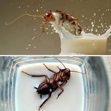 A split image showing a roach pervily riding a geyser of milk splashing out of a glass on top and a roach splayed lasciviously on its back in some milk in a glass on bottom