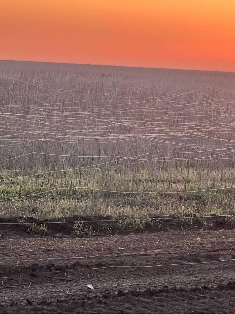 Fibre optical cables stretched across a field in Ukraine, left behind by tethered drones used in war.