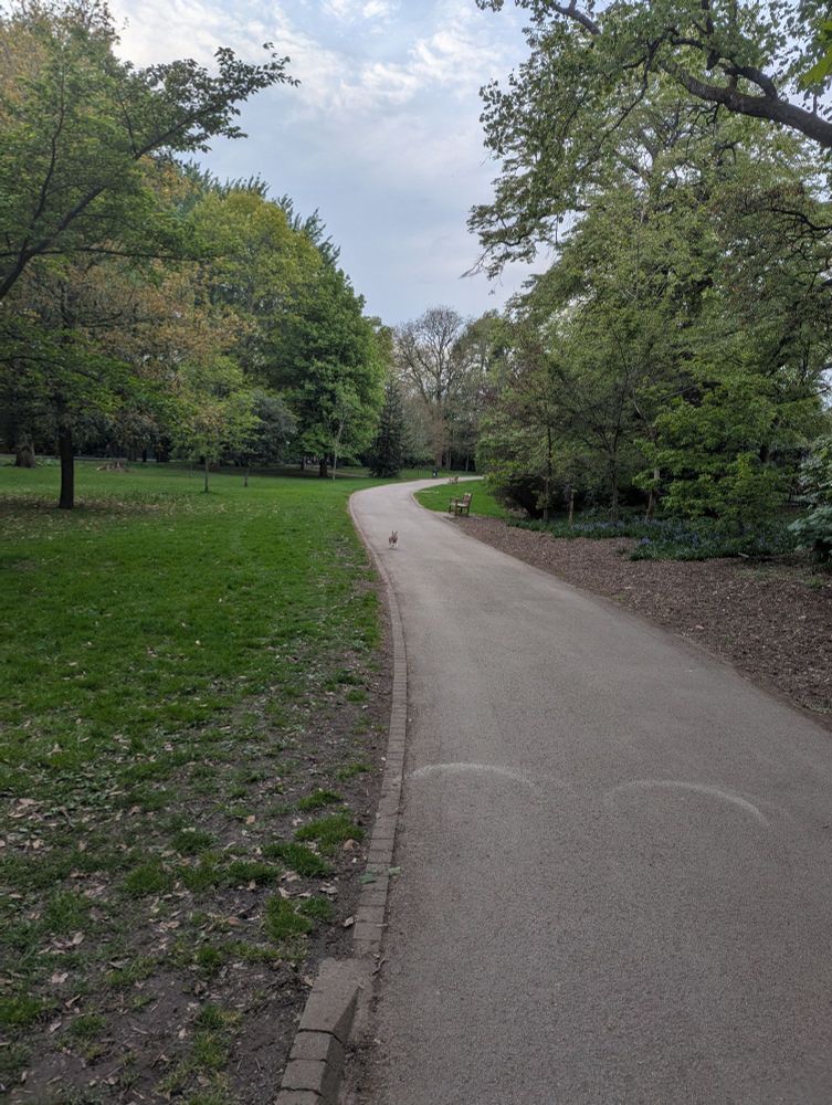 park path - there's a very small dog somewhere on it