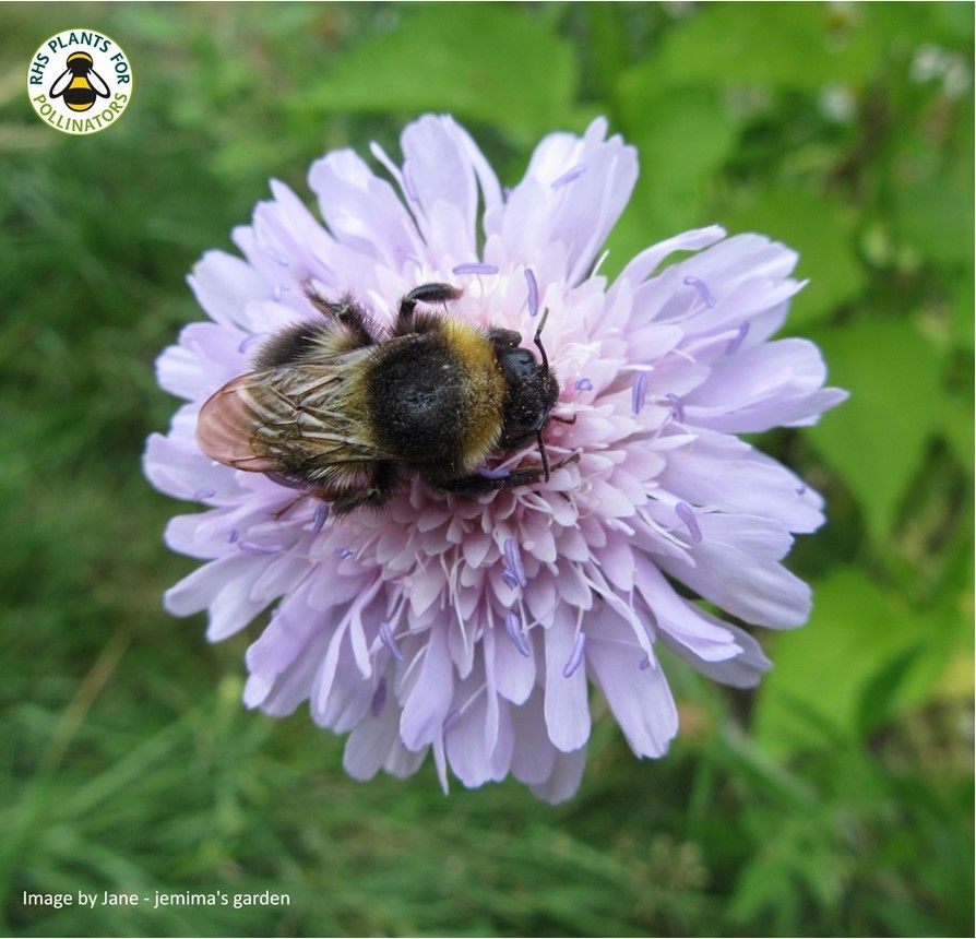 A large Bumblebee on top of a pale purple Field Scabious flower.