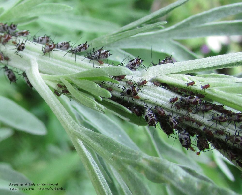 A pale green stem, with some deeply cut leaves attached, of a Wormwood plant.
On the stem are lots of little Absinthe Aphids.  They're a pale grey colour but with black blotches and spots and a spike on their bums.