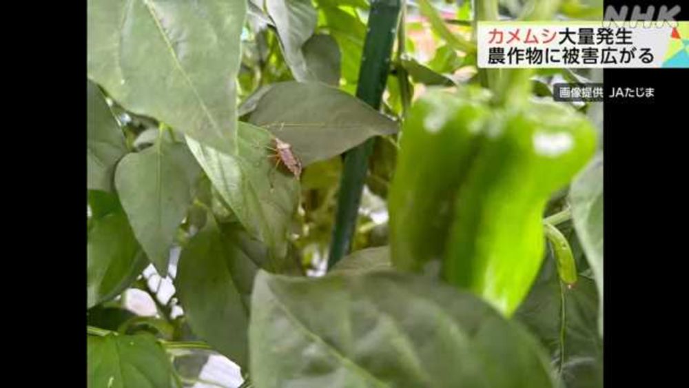 県内 カメムシ直近１０年で最多 果物や野菜に被害広がる｜NHK 兵庫県のニュース