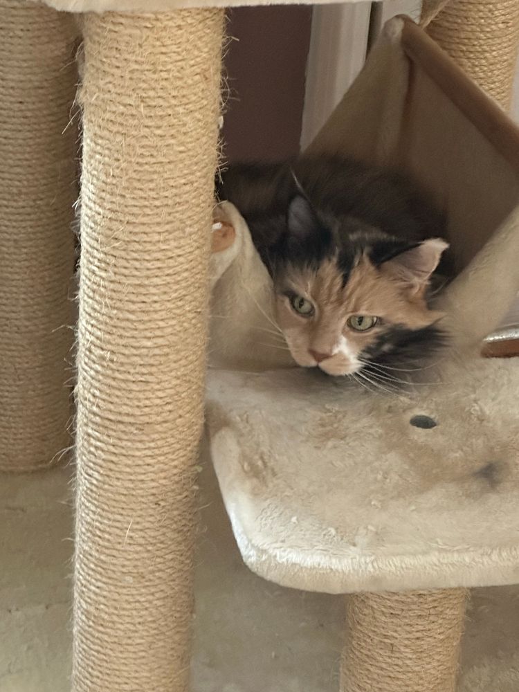 Cookie says “Hi”