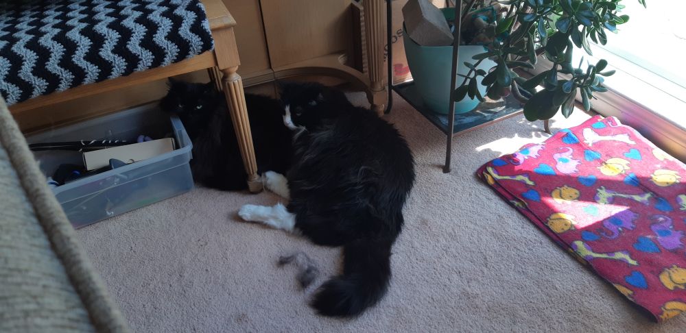 a black and a black and white cat lying together inside under a piano