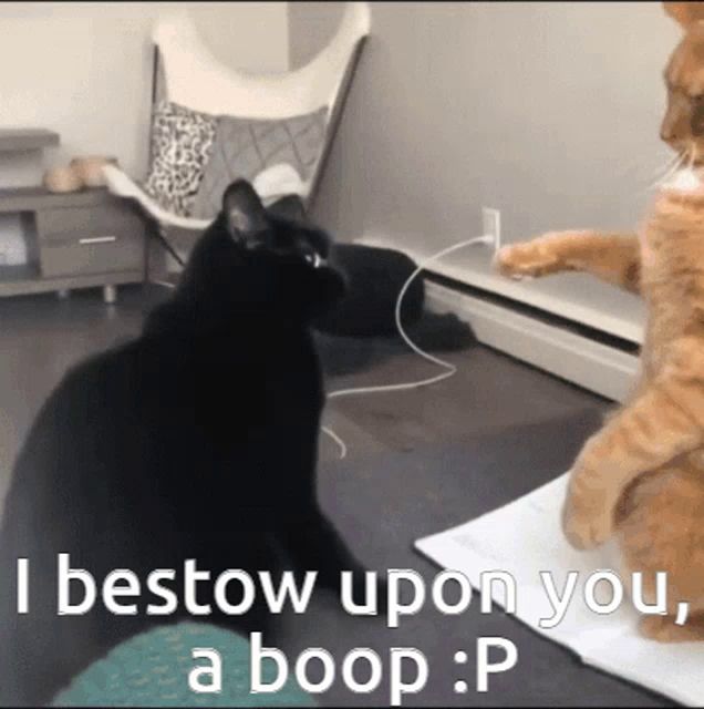 a black cat standing next to an orange cat that says " i bestow upon you a boop "