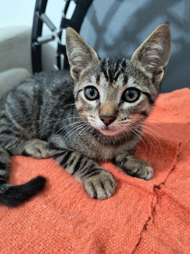 Gatinho para adoção, no Rio de Janeiro. Macho com 2 meses e meio.
Exame de Fiv/ felv negativo. 
Já recebeu a 1ª dose de V5.

 Contato com Marcele: 21.988448145