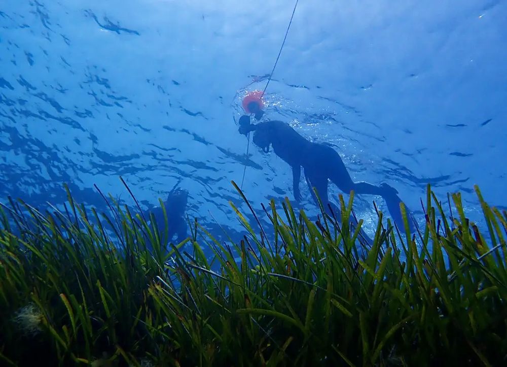 Unterwasser-Foto mit Blick an die Meeresoberfläche, unten sieht man eine Seegraswiese und oben zwei Taucher.
