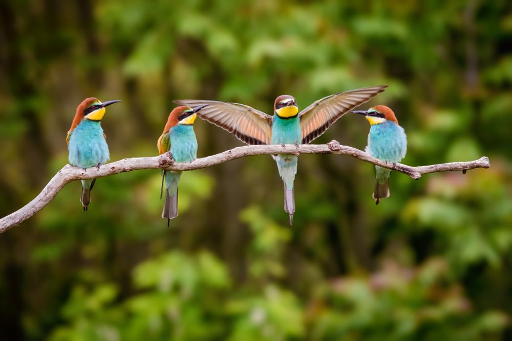 4 Bienenfresser sitzen auf einem Ast; Fotocredit: Péter Hegedűs via Getty Images