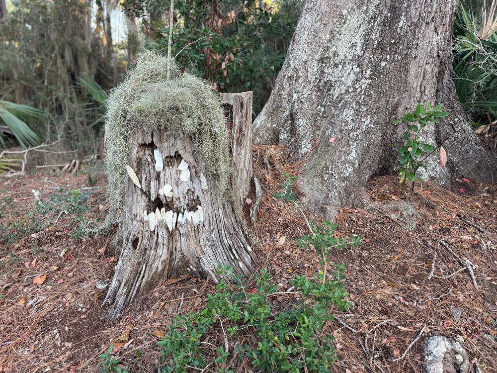 A stump in front of a living tree. Surrounded by brown leaves and small sticks. Someone has used white oyster shells to make a face with lots of teeth out of the stump and put Spanish moss over the top to look like hair.