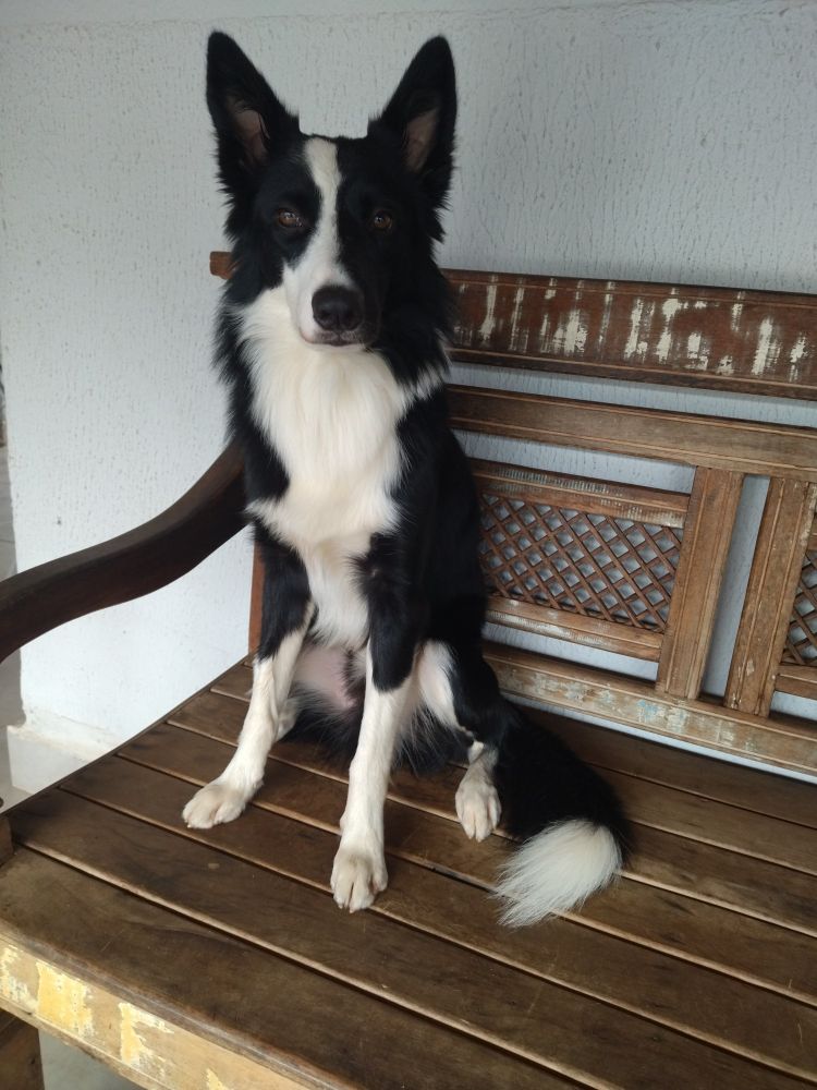 Border Collie chamado Oliver.