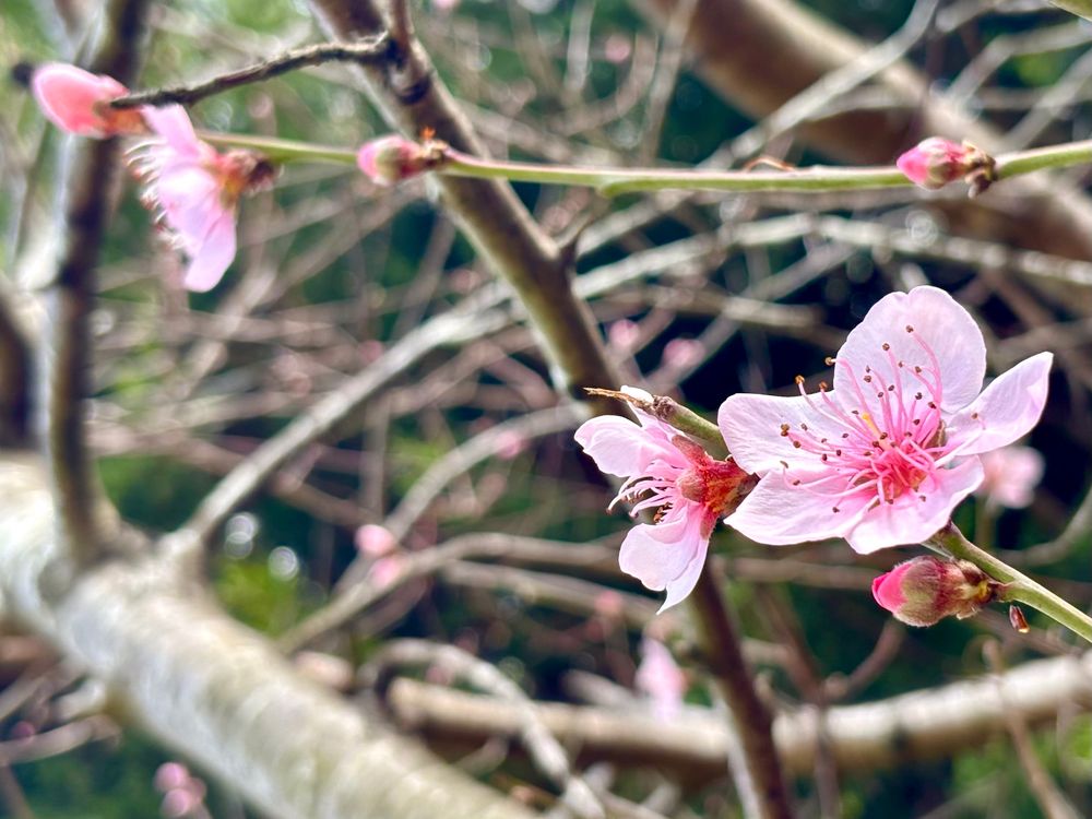 An image of pink peach blossom on bare grey branches