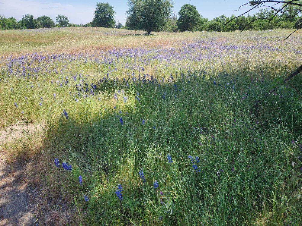Field of purple weeds / flowers