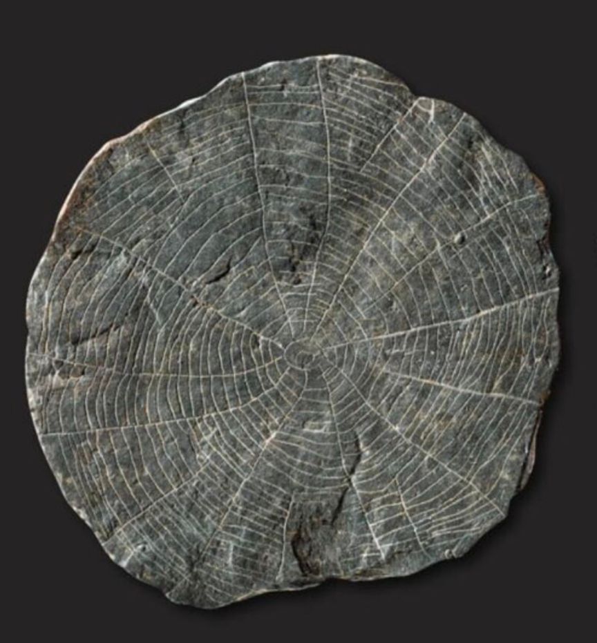 Nordic "sun stone" disc with etched lines that cannot be interpreted as anything but a spider web in a tree 