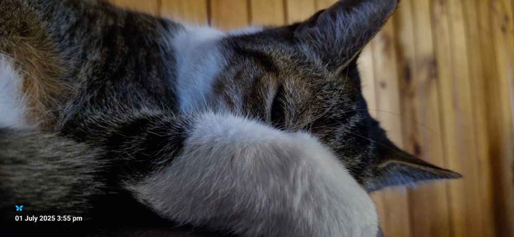 Cute cat sleeping