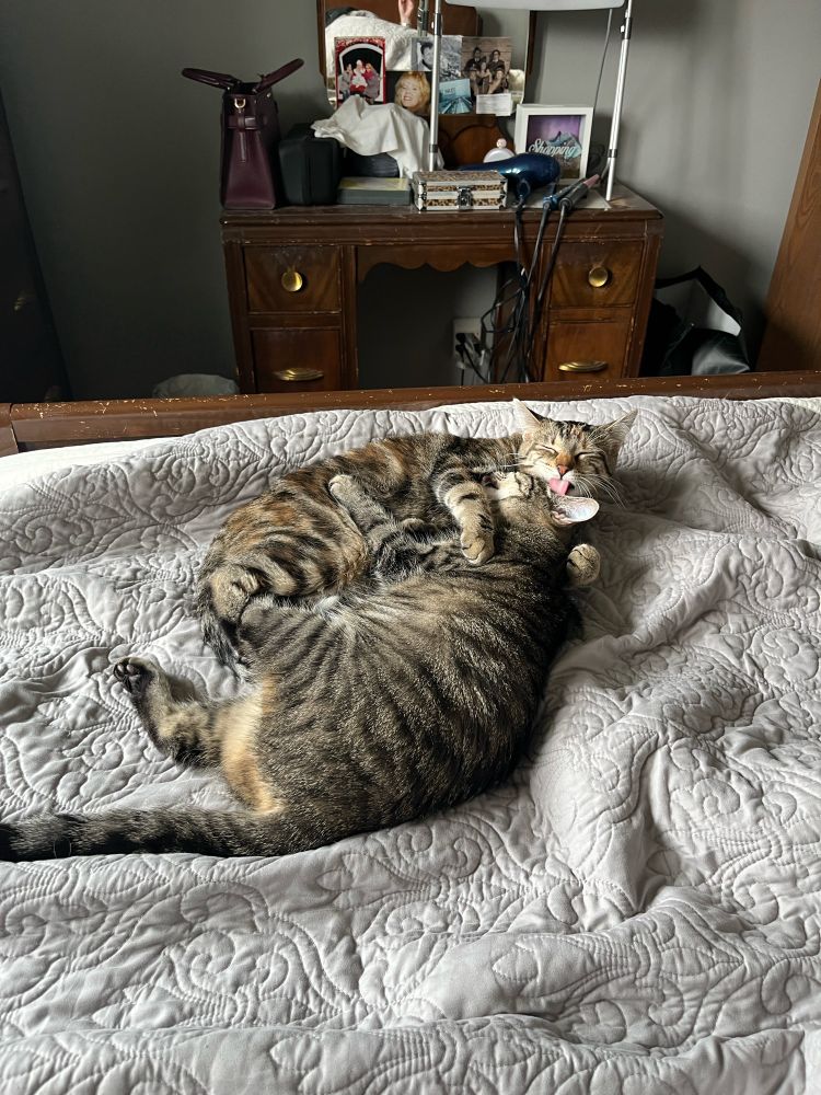 Two house cats embracing