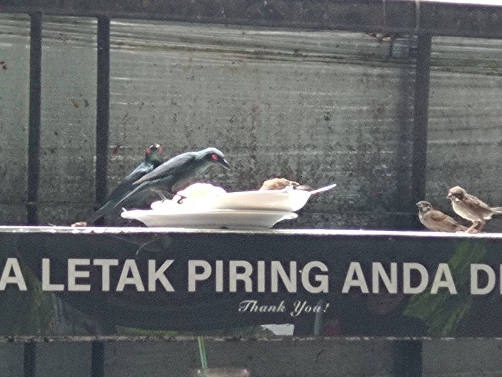 フードコートの食べ残しを狙いに来たミドリカラスモドキとスズメ