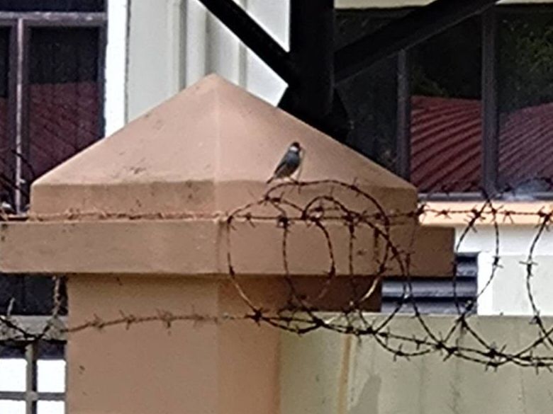 細長い葉っぱを咥えた野生文鳥、有刺鉄線にとまっている