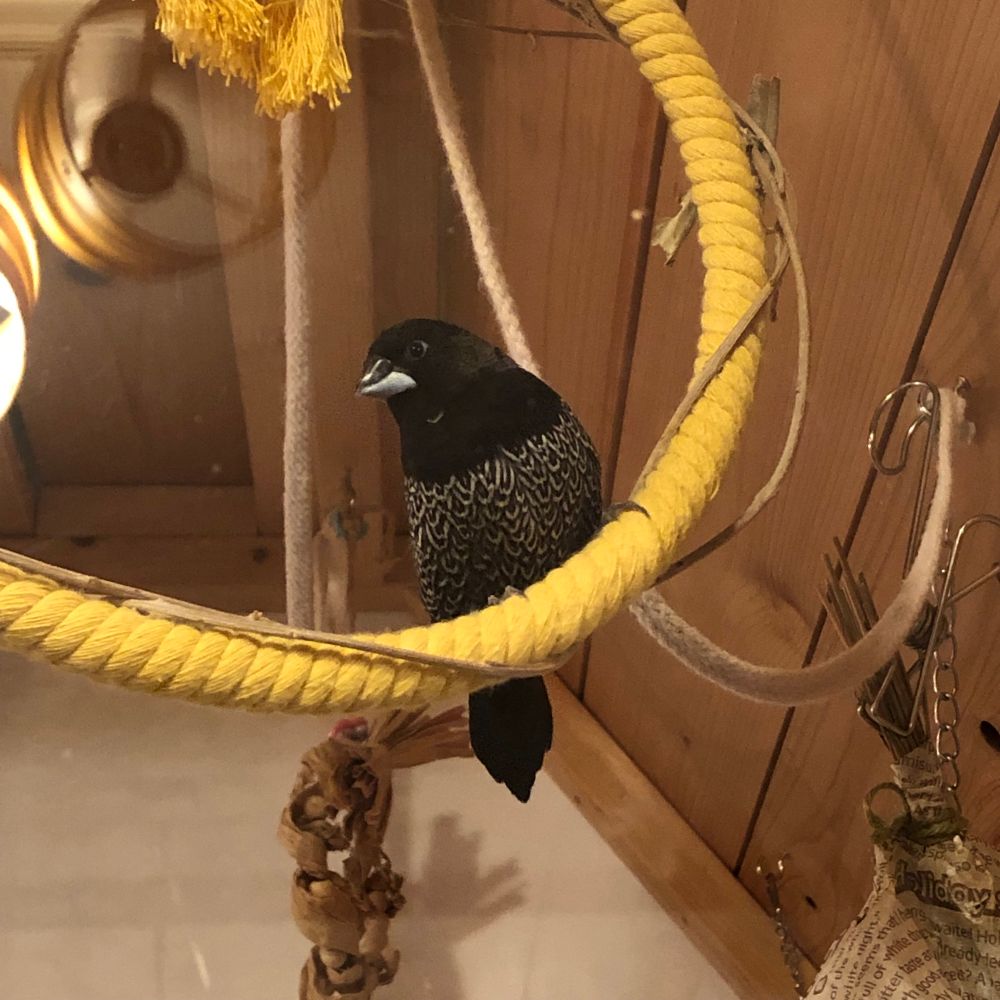 ロープ製の止まり木にとまるヨーロッパジュウシマツ