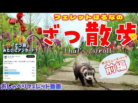 フェレットざつ散歩！秩父ミューズパークでざつ旅みたいなことをするよ！（前編）【おしゃべりフェレット動画】  #ferret  #フェレット #ペット #小動物