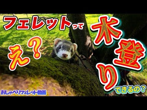 木登りフェレット！？はるなが緑豊かな狭山公園をお散歩！【おしゃべりフェレット動画】  #ferret  #フェレット #ペット #小動物