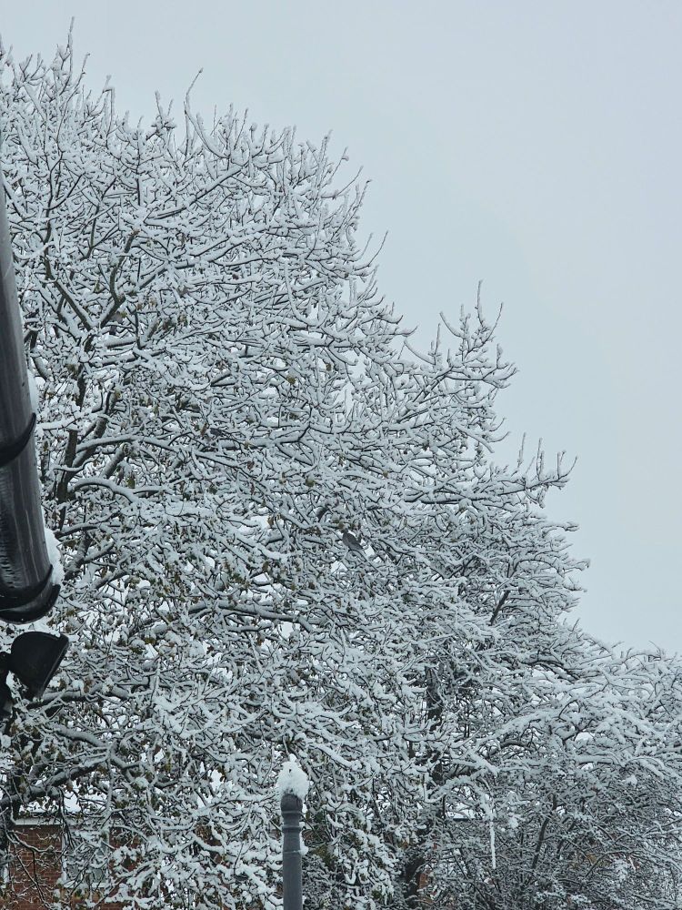 An old oak tree covered in thick snow peeps out from behind house guttering on the left. A collection of snowy smaller trees are gathered to the right hand side.