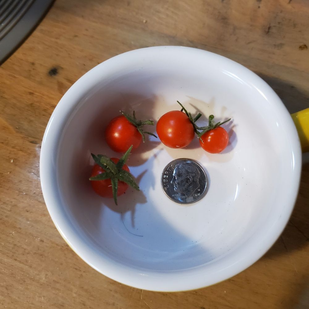 4 tiny cherry tomatoes & a dime(for size comparison) in a white bowl on wooden table
