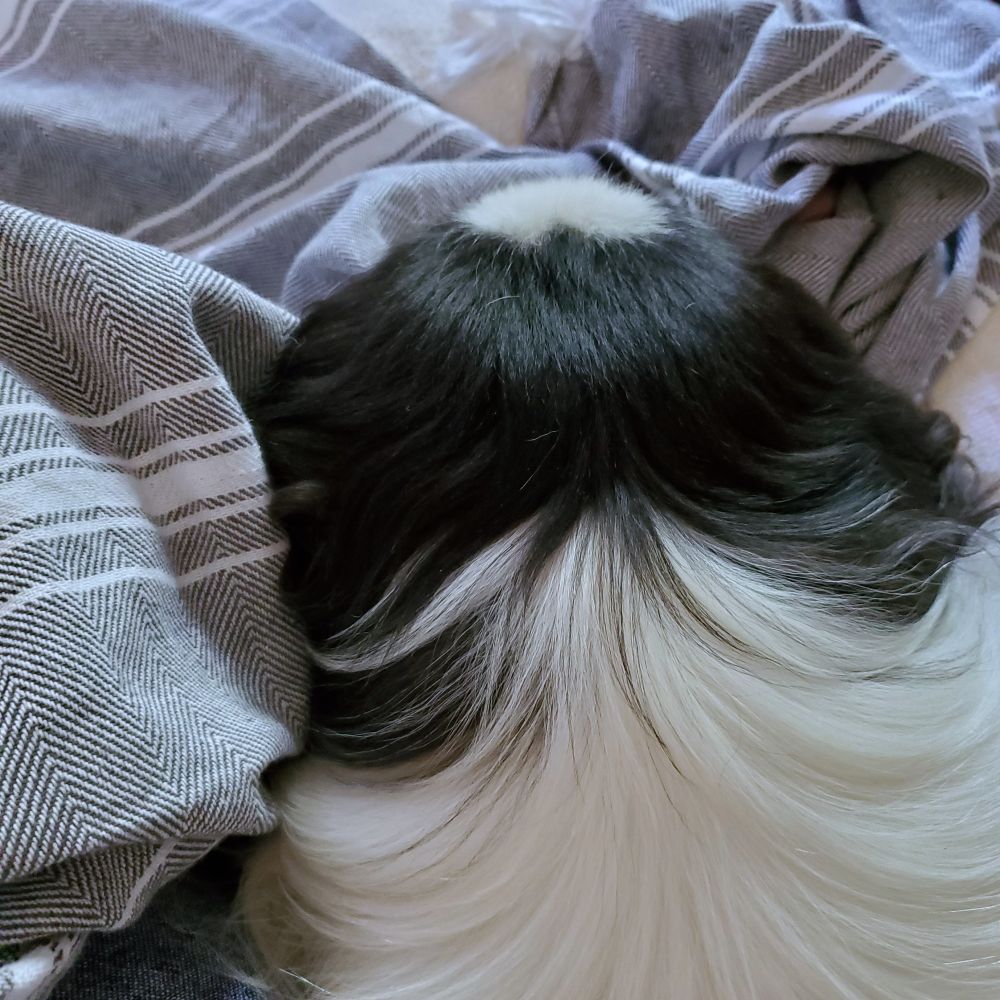 black and white dog head from the back on black and white woven lap towel