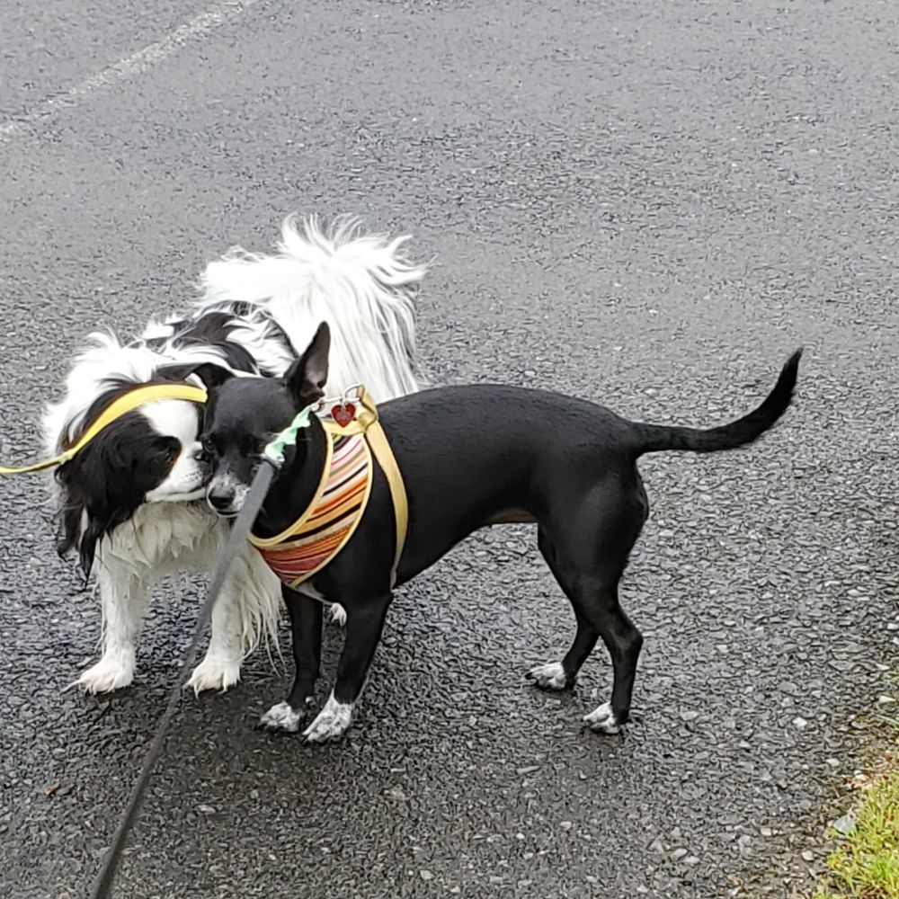 2 dogs, black and white having a little smoochie sniff of each other(face to face) on wet pavement bikepath #dogwalking 