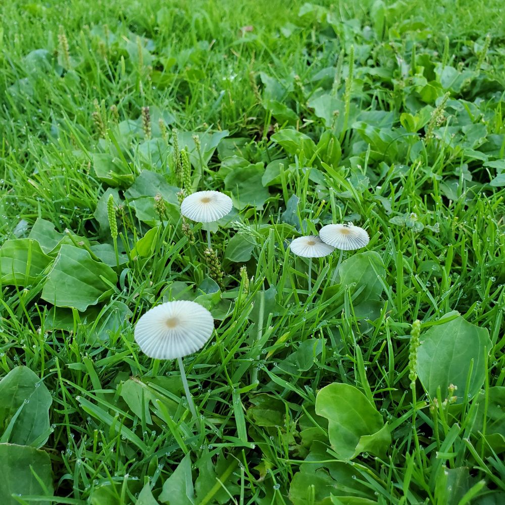 4 lacy looking little mushrooms that almost look like daisies in a green park lawn #pnw #mushrooms 