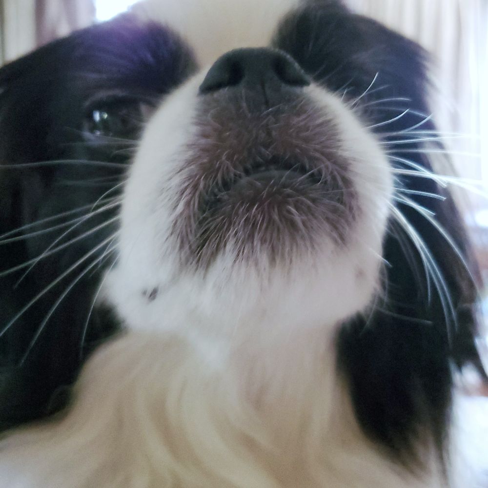 close up black and white dog face with copious whiskers 