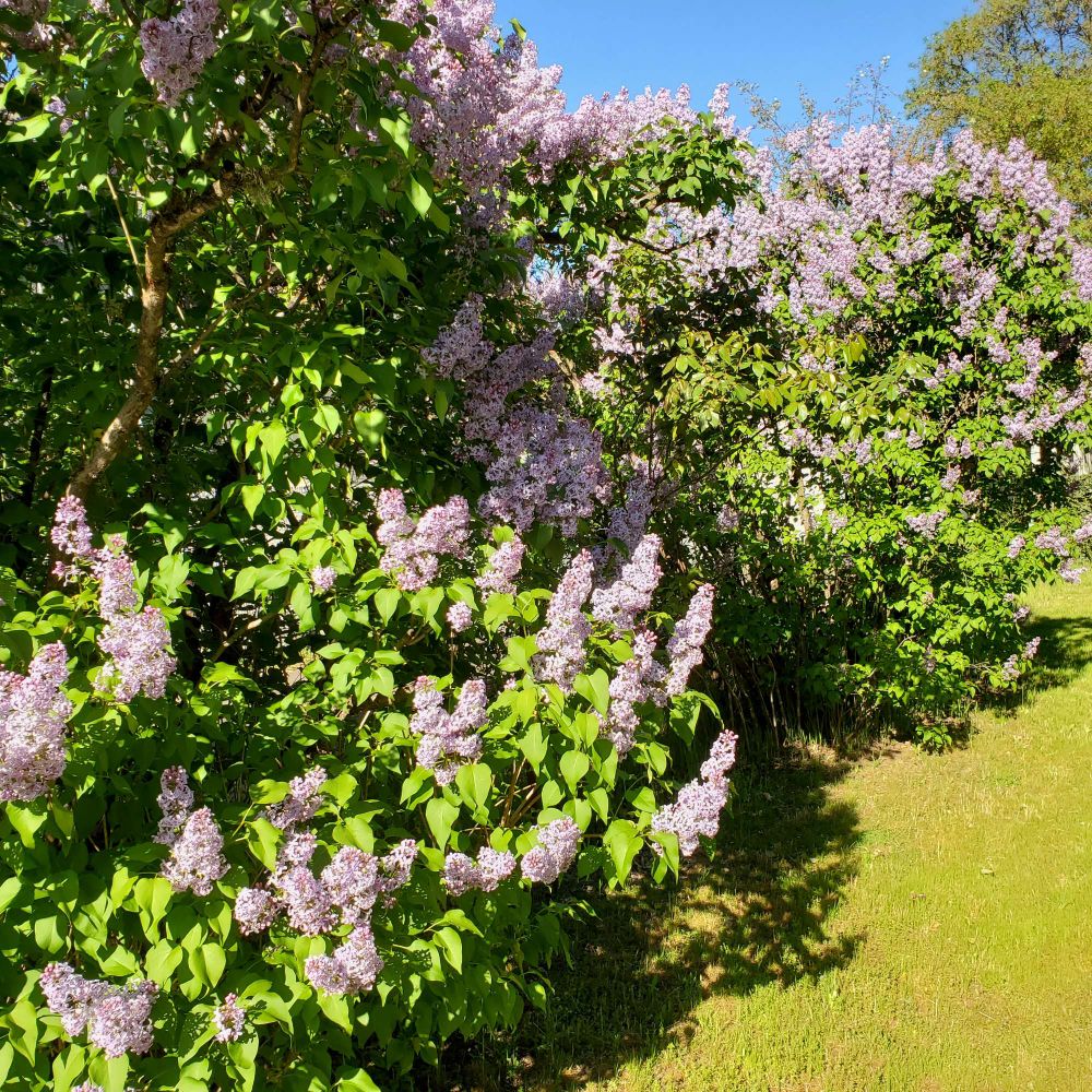 blooming lilac bushes in full sun #pnw #thisfeelsearly #shrubs #lilac