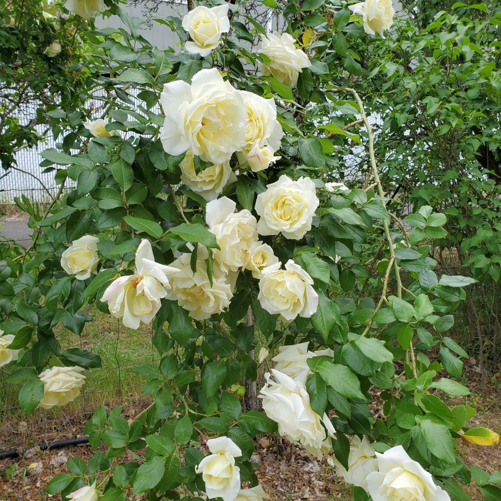 creamy yellow roses