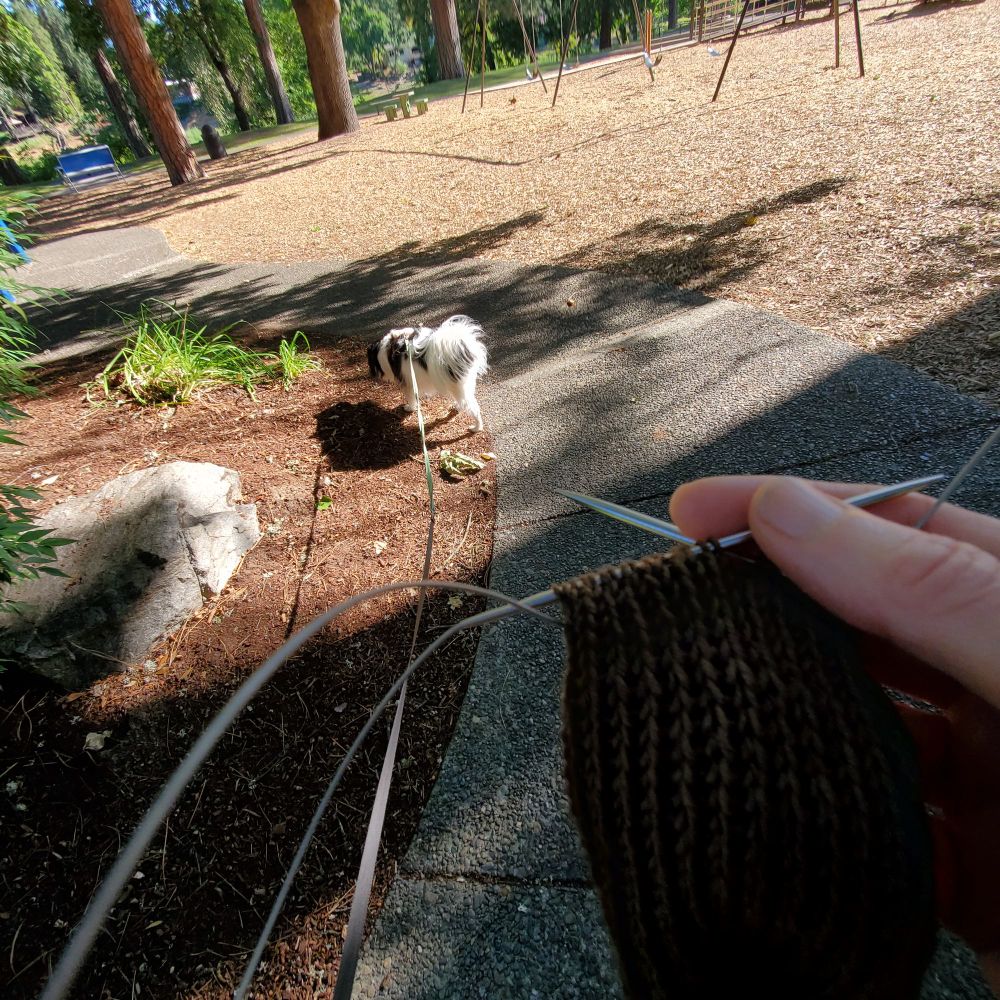 black and white dog on a curved sidewalk, park setting. Greenish knit ribbing on stainless steel knitting needles in foreground #knitting  #wip 