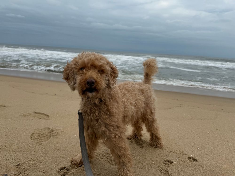 Adorable golden doodle on the beach on a cloudy day