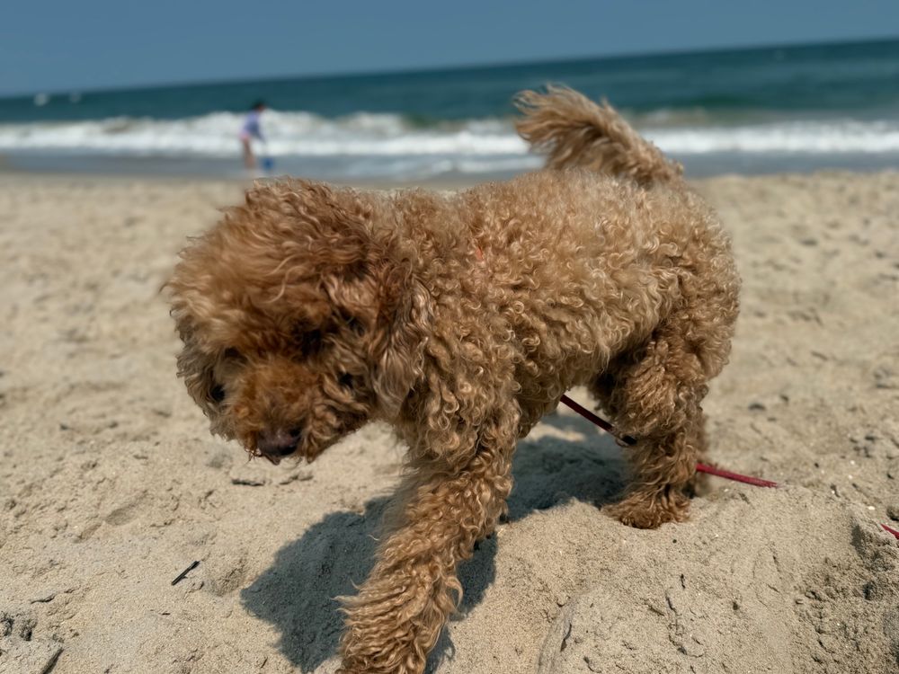 An adorable fluffy apricot mini golden doodle on a windy beach in front of the waves and blue sky 