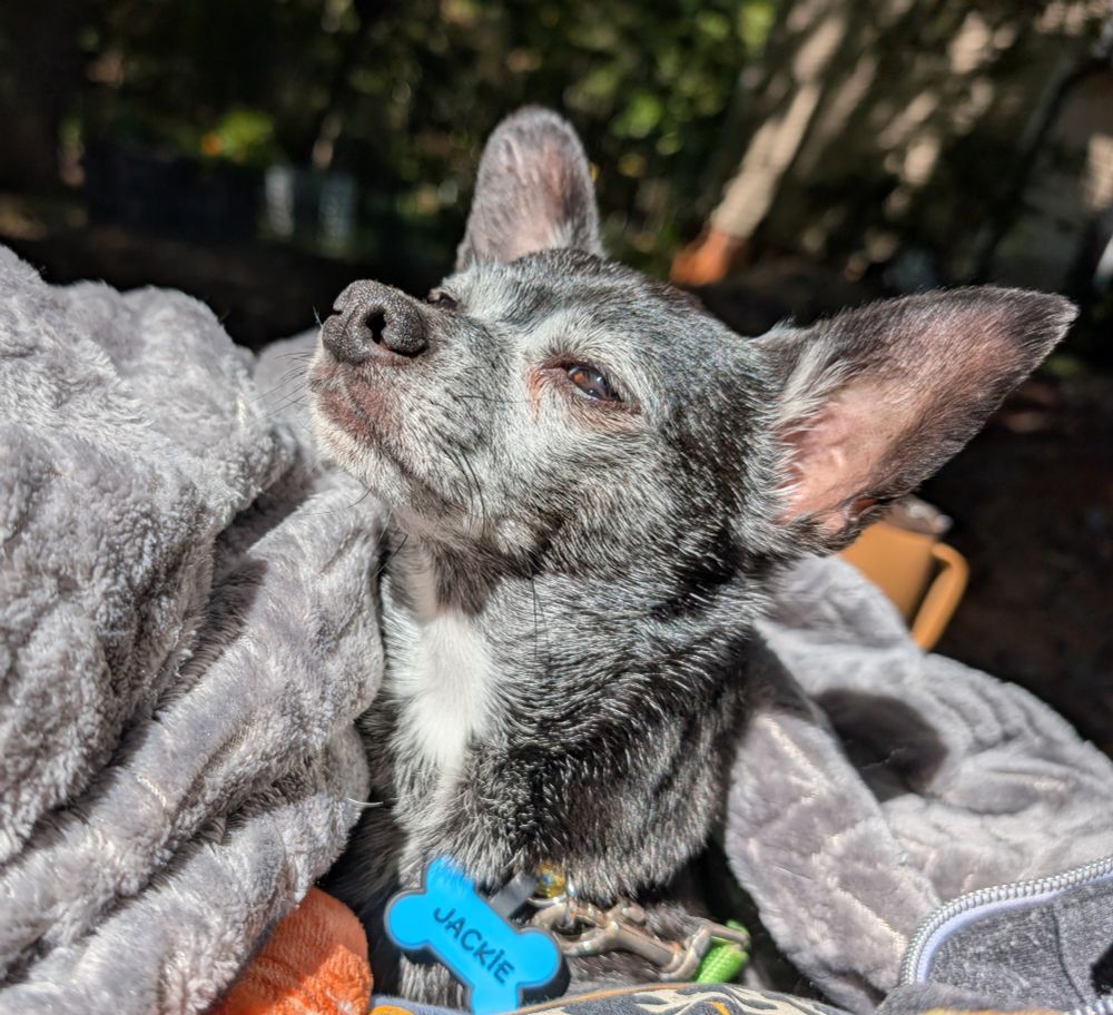 my dog Jack (black & white Chihuahua) in a gray blanket on my lap outside, lifting his face toward the sun