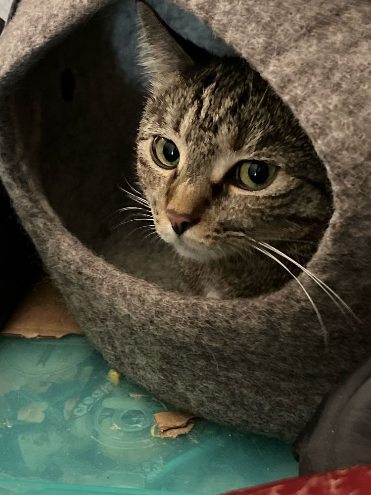 smol brown tabby kitty Zelda gives extremely skeptical face from within her cozy grey wool felted kitty cave.